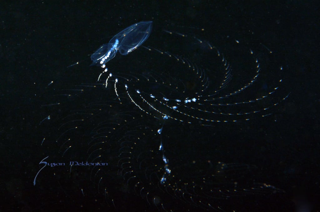 Spiro Gyro- Siphonophore throwing out it’s fishing net of sticky tentacles. By Suzan Meldonian
