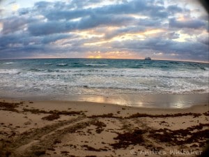 Turtle crawls at sunrise. Photo by Andrea Whitaker.