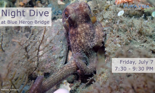 JULY 7 GUIDED NIGHT DIVE AT BLUE HERON BRIDGE