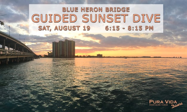 AUGUST 19 GUIDED SUNSET DIVE AT BLUE HERON BRIDGE