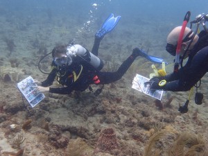 Images provided by FDEP.