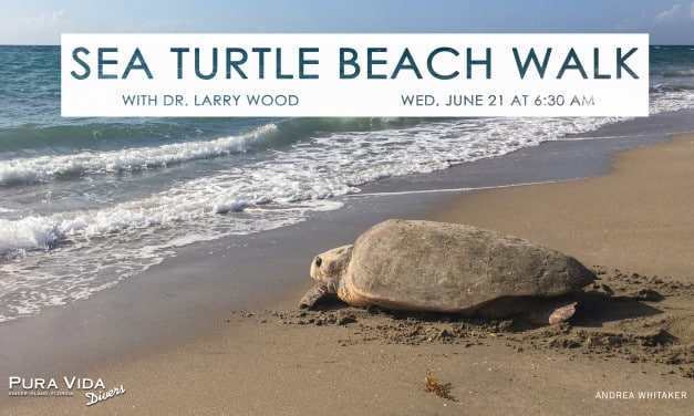 SEA TURTLE MORNING BEACH WALK