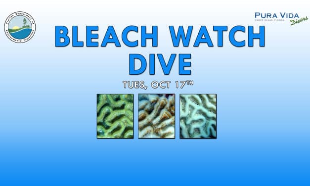 OCT 17: BLEACH WATCH DIVE