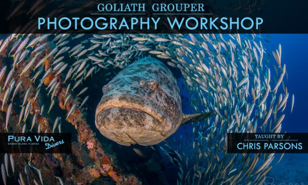 GOLIATH GROUPER PHOTOGRAPHY WORKSHOP