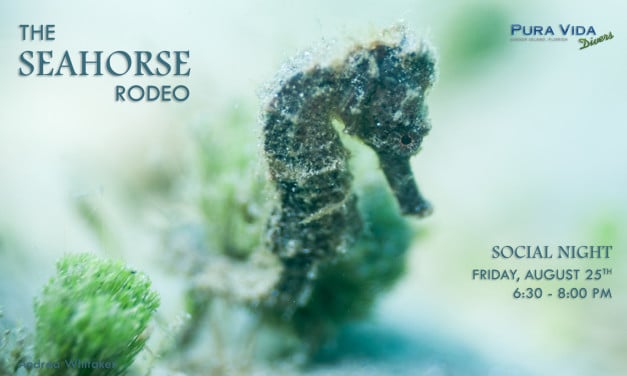 SOCIAL NIGHT: THE SEAHORSE RODEO