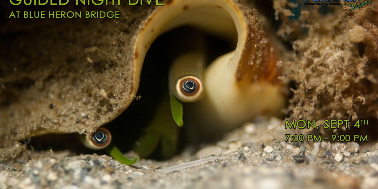 SEPT 4: GUIDED NIGHT DIVE AT BLUE HERON BRIDGE