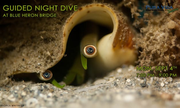 SEPT 4: GUIDED NIGHT DIVE AT BLUE HERON BRIDGE