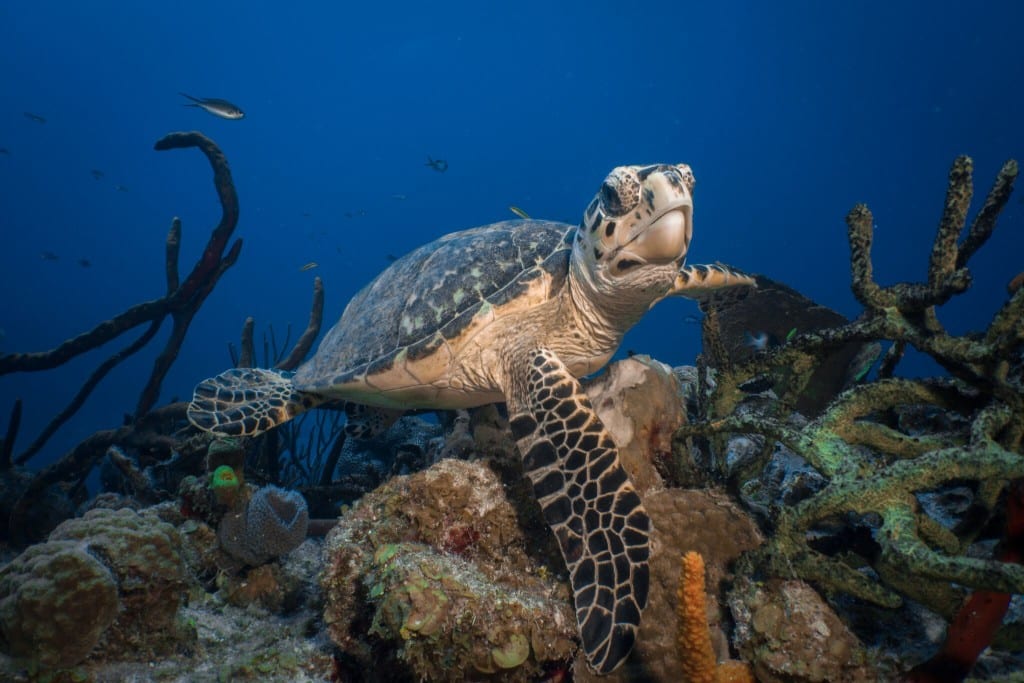 chase_darnell_photography_SeaLifePromo-16