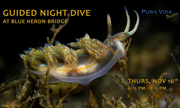NOV 16: GUIDED NIGHT DIVE AT BLUE HERON BRIDGE