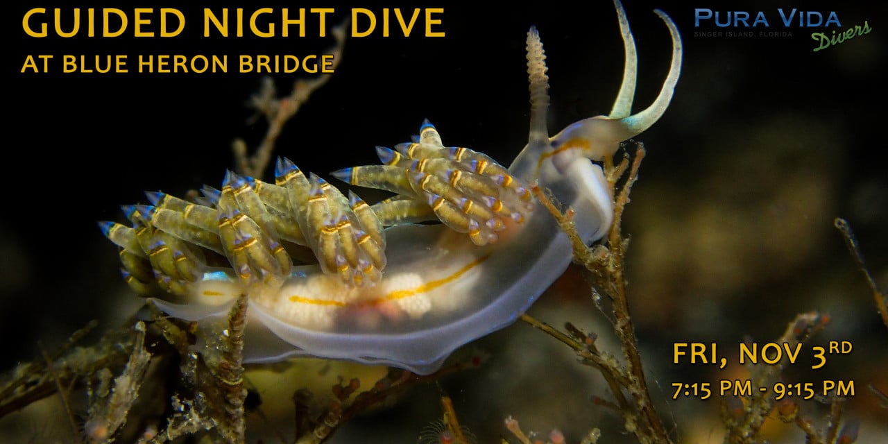 NOV 3: GUIDED NIGHT DIVE AT BLUE HERON BRIDGE