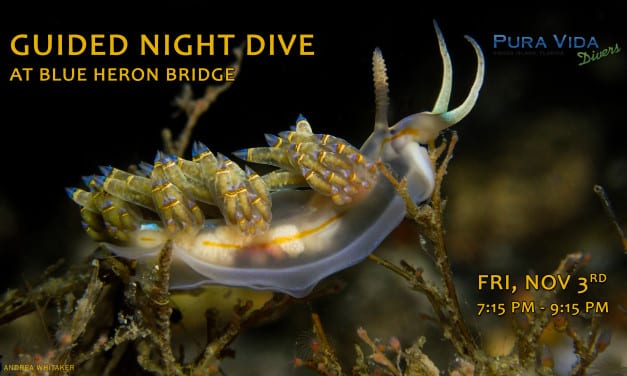 NOV 3: GUIDED NIGHT DIVE AT BLUE HERON BRIDGE