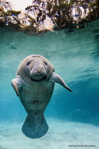 20150225Crystal River 3 Sisters UW_KWM57830078 v2