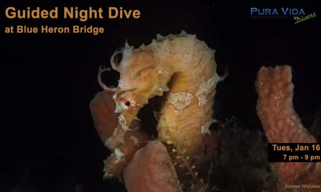 JAN 16: GUIDED NIGHT DIVE AT BLUE HERON BRIDGE