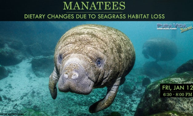 SOCIAL NIGHT: MANATEES