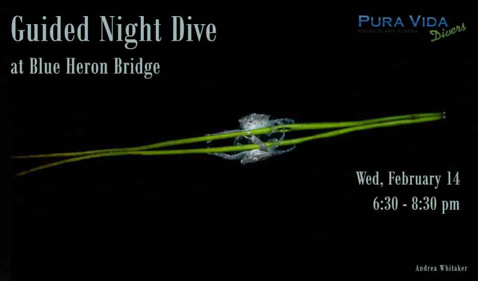 FEB 14: GUIDED NIGHT DIVE AT BLUE HERON BRIDGE