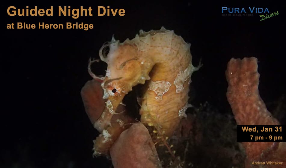 JAN 31: GUIDED NIGHT DIVE AT BLUE HERON BRIDGE