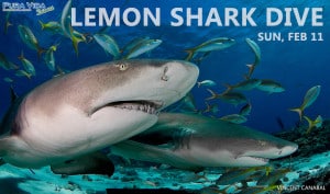 Lemon Shark Dive
