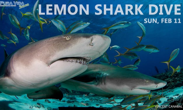 FEB 11: LEMON SHARK DIVES