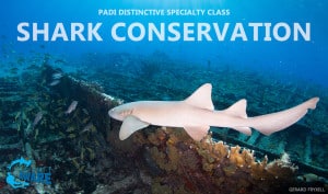 Shark Specialty 2018