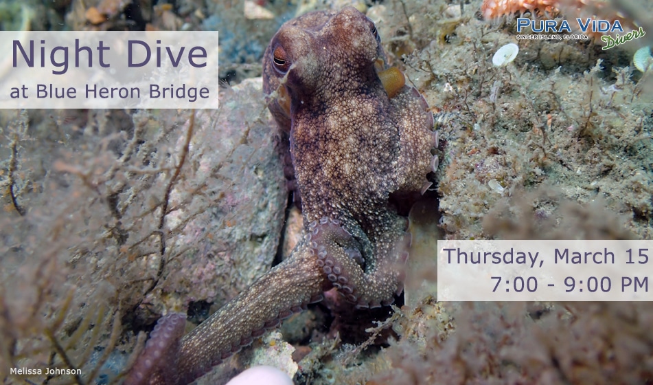 MARCH 15: GUIDED NIGHT DIVE AT BLUE HERON BRIDGE