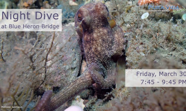 MARCH 30: GUIDED NIGHT DIVE AT BLUE HERON BRIDGE