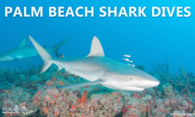 PALM BEACH SHARK DIVES