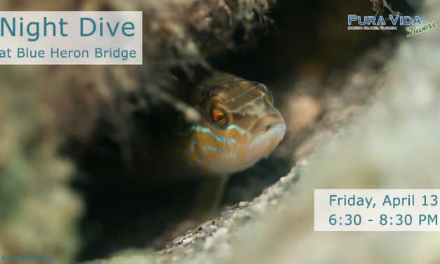 APRIL 13: GUIDED NIGHT DIVE AT BLUE HERON BRIDGE