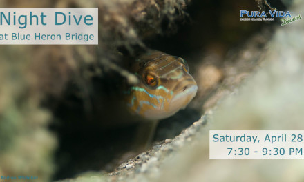 APRIL 28: GUIDED NIGHT DIVE AT BLUE HERON BRIDGE