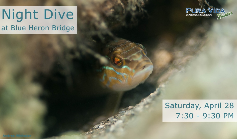 APRIL 28: GUIDED NIGHT DIVE AT BLUE HERON BRIDGE