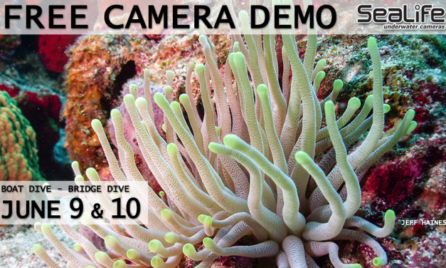 JUNE 9 & 10: SEALIFE CAMERA DEMO