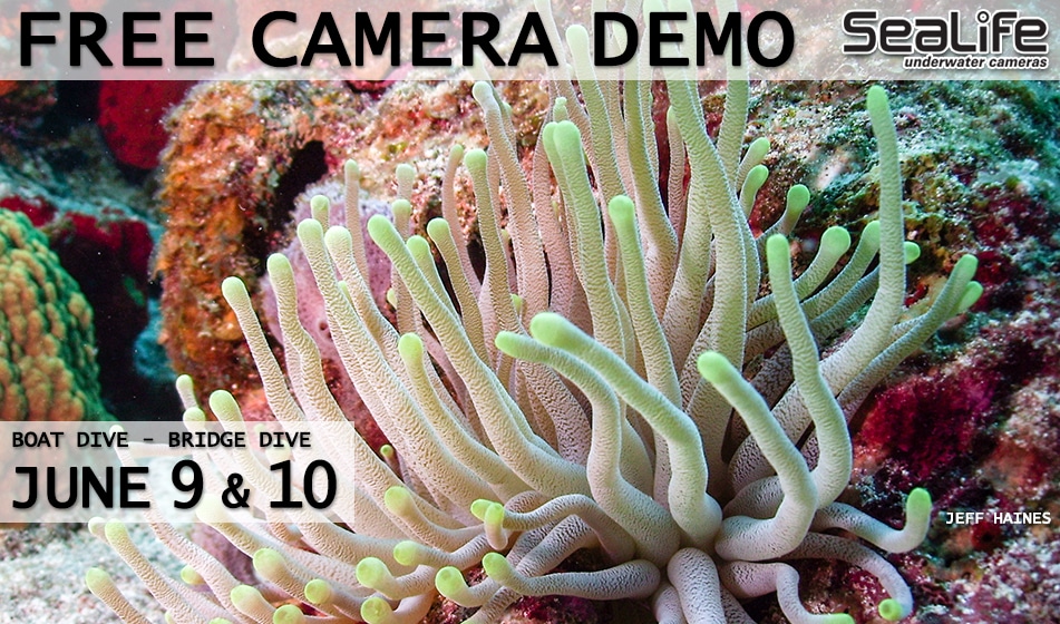 JUNE 9 & 10: SEALIFE CAMERA DEMO