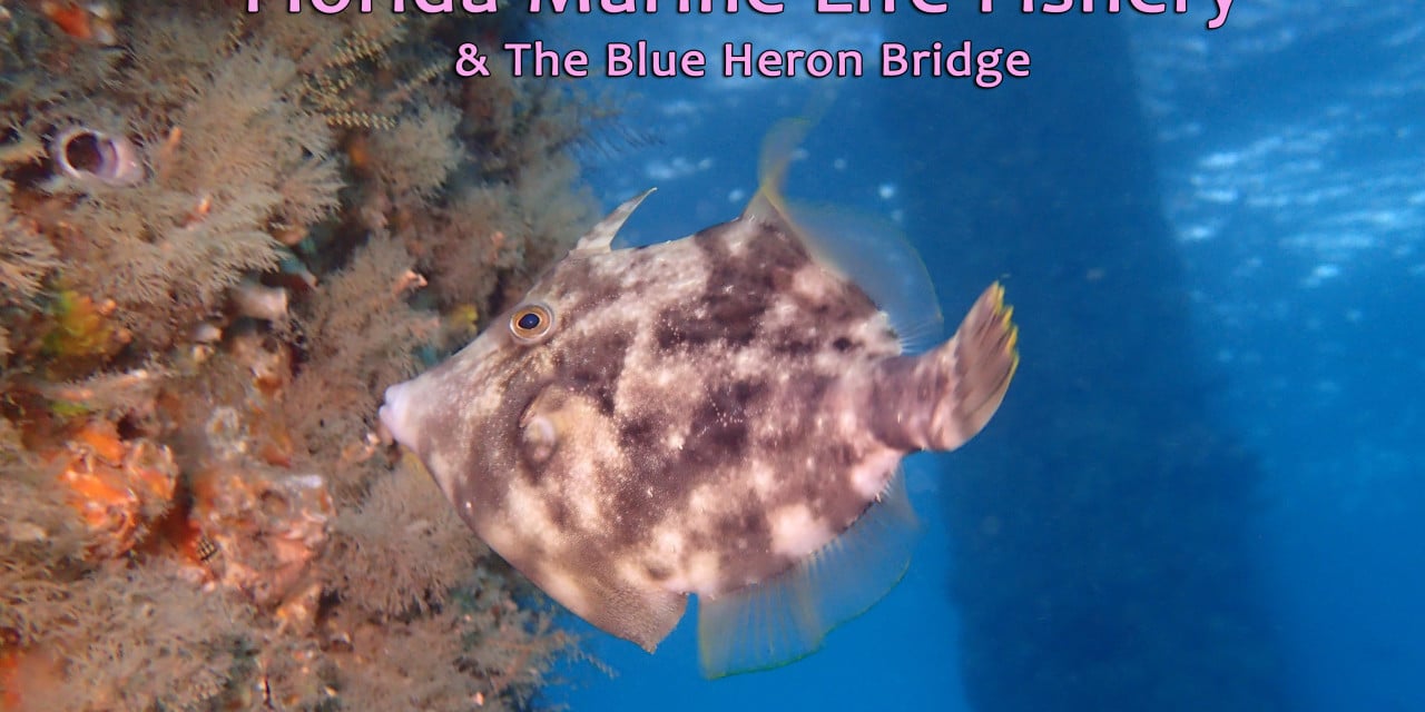 SOCIAL NIGHT: FLORIDA’S MARINE LIFE FISHERY