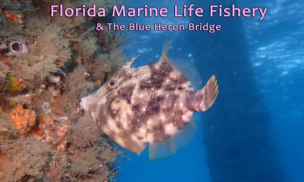 SOCIAL NIGHT: FLORIDA’S MARINE LIFE FISHERY