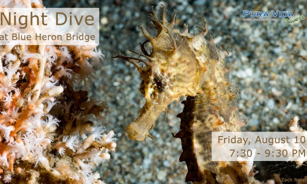 AUGUST 10: GUIDED NIGHT DIVE AT BLUE HERON BRIDGE