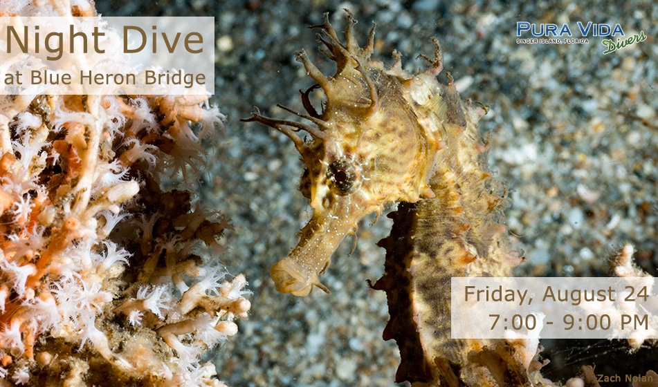 AUGUST 24: GUIDED NIGHT DIVE AT BLUE HERON BRIDGE