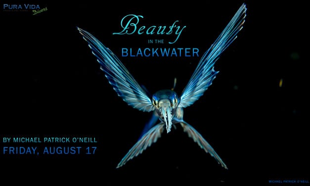 SOCIAL NIGHT: BEAUTY IN THE BLACKWATER