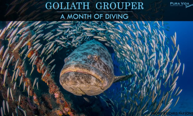 GOLIATH GROUPER AGGREGATION DIVES
