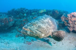 Goliath Grouper up close