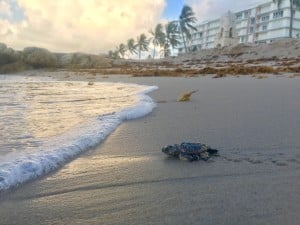 Sea Turtle at Sunrise