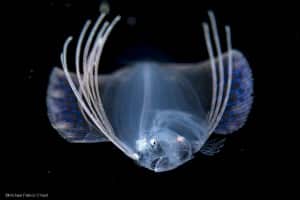 A larval flounder, possibly a Spotfin, Cyclopsetta fimbriata, swims at night in the Gulf Stream several miles offshore Singer Island, Florida.