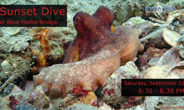 SEPT 22: GUIDED SUNSET DIVE AT BLUE HERON BRIDGE