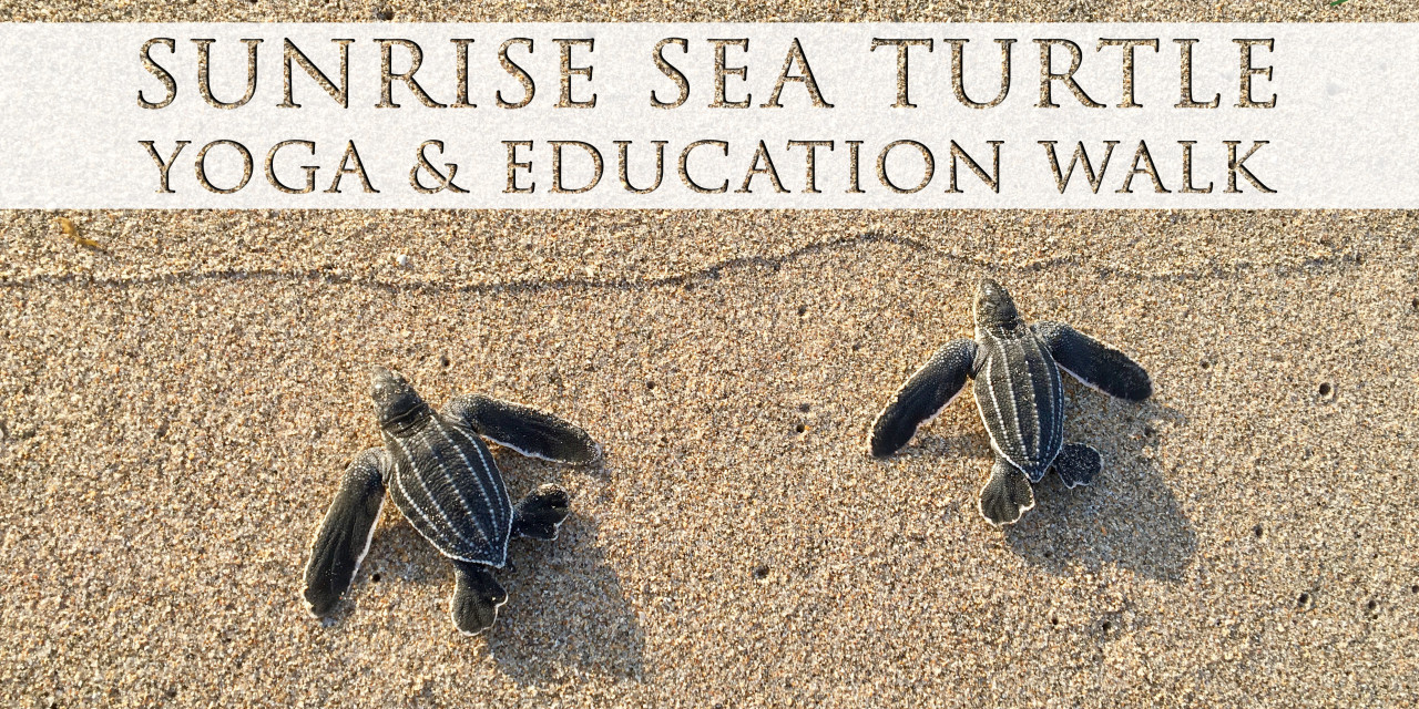 AUG 22: SUNRISE SEA TURTLE YOGA & EDUCATION WALK