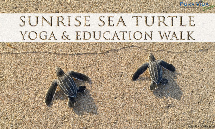 AUG 22: SUNRISE SEA TURTLE YOGA & EDUCATION WALK