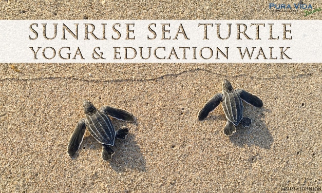 AUG 22: SUNRISE SEA TURTLE YOGA & EDUCATION WALK