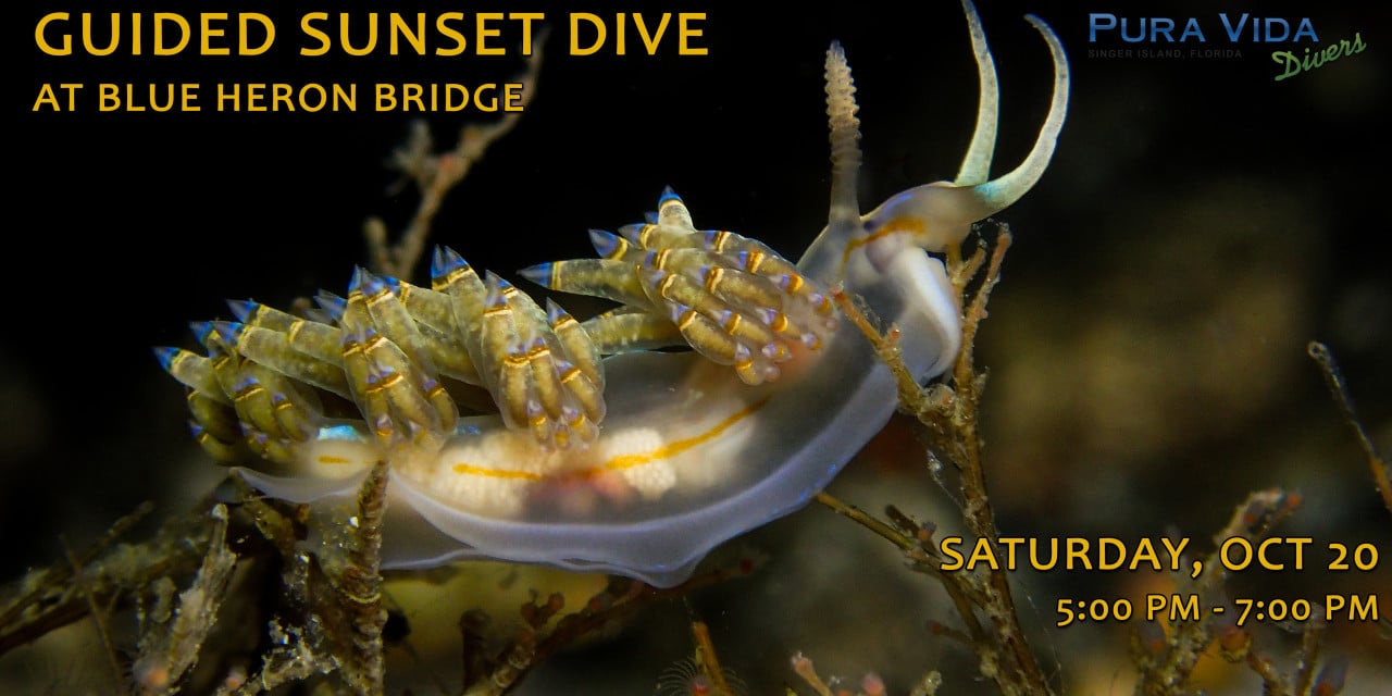 OCT 20: GUIDED SUNSET DIVE AT BLUE HERON BRIDGE