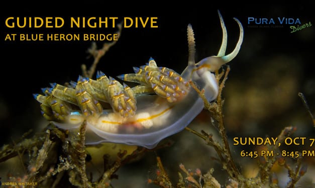OCT 7: GUIDED NIGHT DIVE AT BLUE HERON BRIDGE