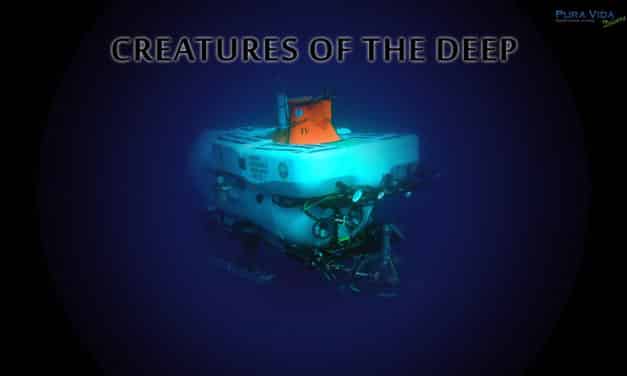 SOCIAL NIGHT: CREATURES OF THE DEEP