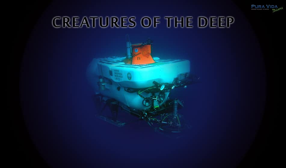 SOCIAL NIGHT: CREATURES OF THE DEEP