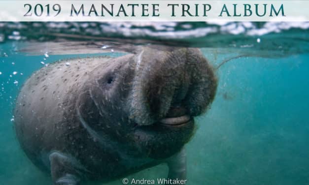 2019 Manatee Trip – Photo Album