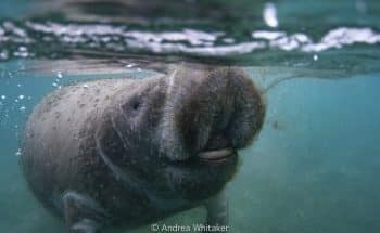 2019 Manatee Snorkeling Trip Image
